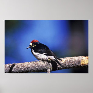Pôster Acorn Woodpecker