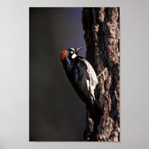 Poster Acorn Woodpecker