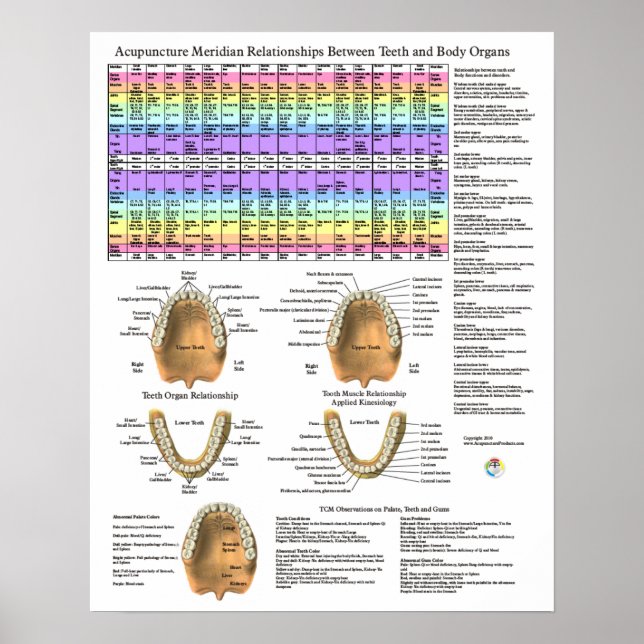Poster Acupuncture Dental Teeth Meridians (Frente)