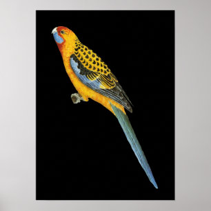 Poster Adelaidae dos elegans de Adelaide Rosella - de