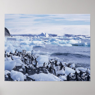 Pôster Adeliae do Pygoscelis dos pinguins de Adelie)
