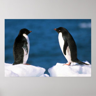 Poster Adelie Penguins