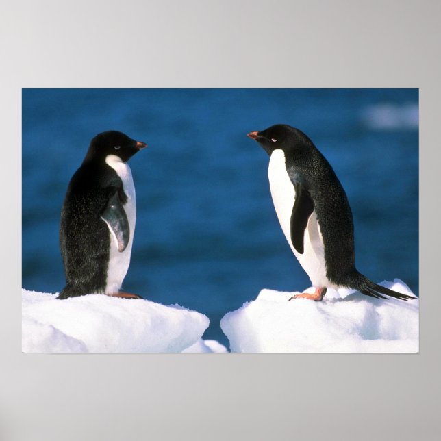 Poster Adelie Penguins (Frente)