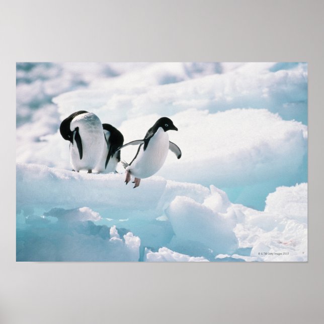 Poster Adelie Penguins | Antártica (Frente)