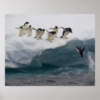 Adelie Penguins mergulhando no mar Paulette