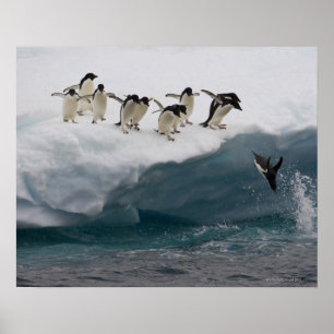 Poster Adelie Penguins mergulhando no mar Paulette