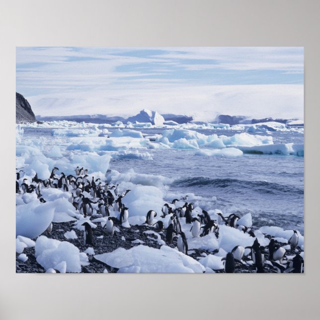 Pôster Adelie Penguins Pygoscelis adeliae) entre (Frente)