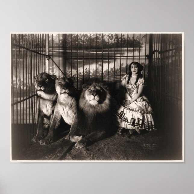 Pôster Adgie e The Lions 1899 (Frente)