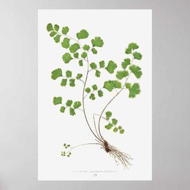 Poster Adiantum Capillus-Veneris (Southern Maidenhair Fer (Frente)