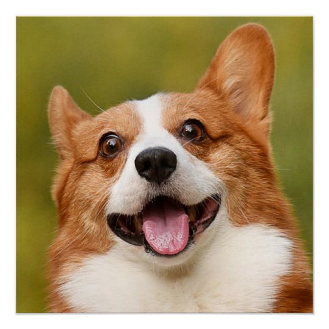 Pôster Adicionar Foto de Cão Personalizada Personalizada (Frente)