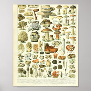 Poster Adolphe Millot Champignon