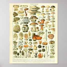Poster Adolphe Millot Champignon Mushroom Print