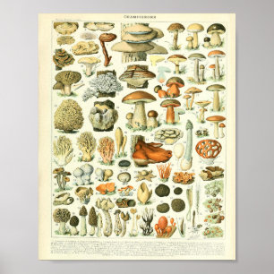 Poster Adolphe Millot Champignon Mushroom Print