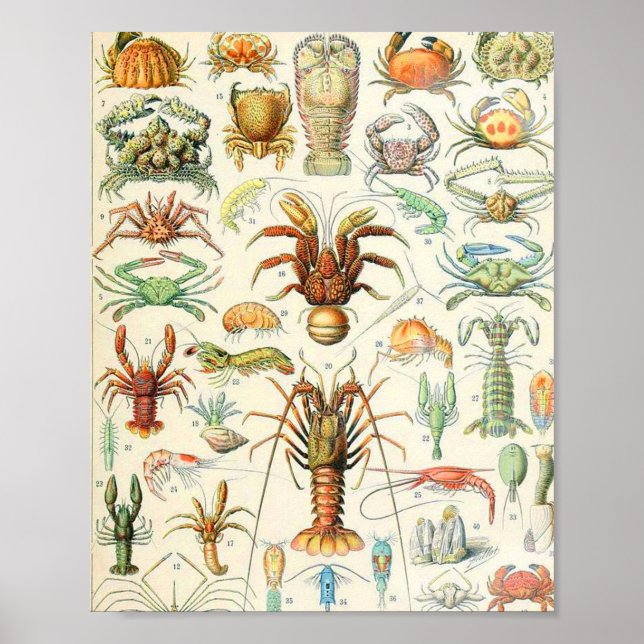 Poster Adolphe Millot Cruzes (Frente)