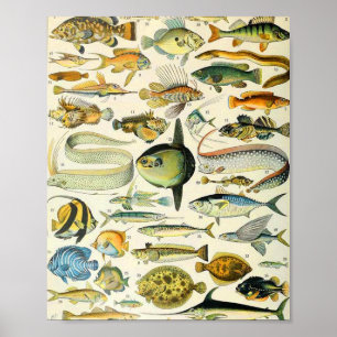 Poster Adolphe Millot fish A