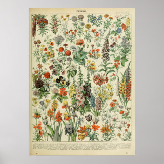 Poster Adolphe Millot Fleurs