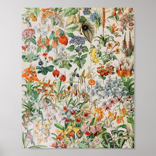 Poster Adolphe Millot Flocos D (Frente)