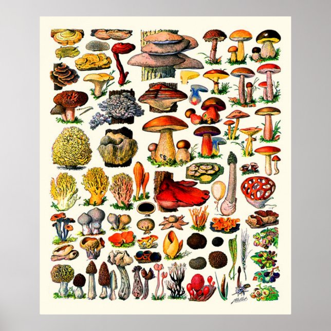 Poster Adolphe Millot ~ Fungi (Frente)