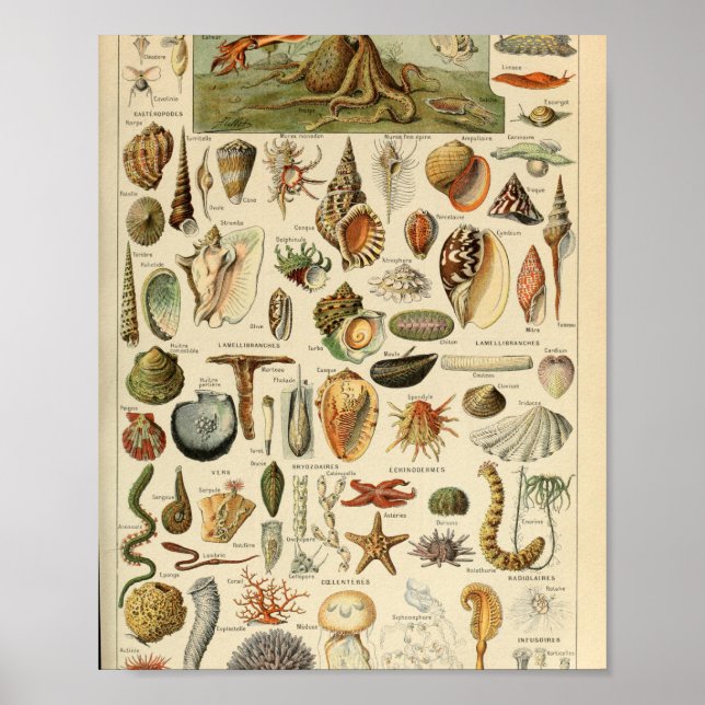 Poster Adolphe Millot Mollusques Pour Tous (Frente)