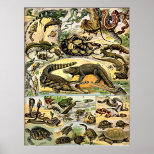 Poster Adolphe Millot Reptiles
