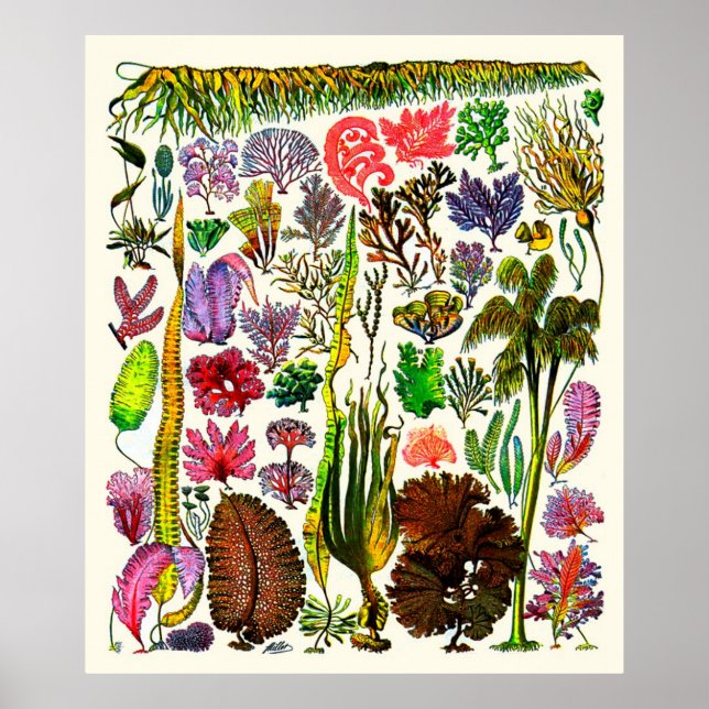 Poster Adolphe Millot ~ Seaweed (Frente)