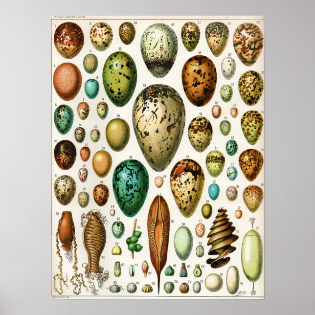 Poster Adolphe Millot Vintage Ovos de Aves Franceses (Frente)