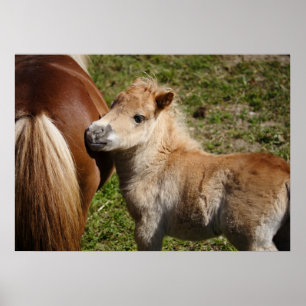 Pôster Adorable Haflinger Foal
