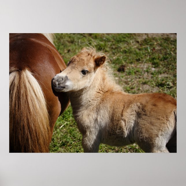 Pôster Adorable Haflinger Foal (Frente)