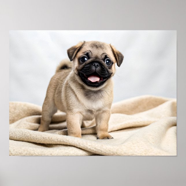 Poster Adorable pug puppy (Frente)