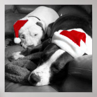 adoráveis filhotes de pitbull sonolentos natal