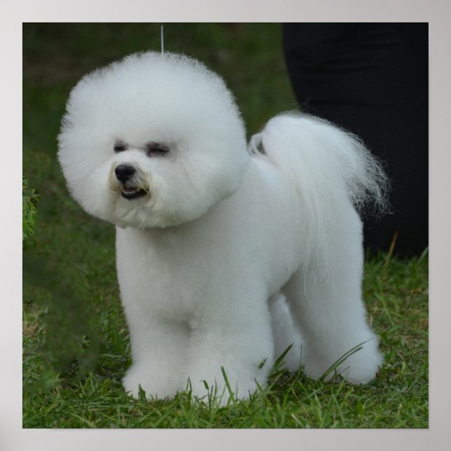 Pôster Adorável Bichon (Frente)