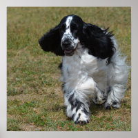 Adorável coqueiro inglês Spaniel