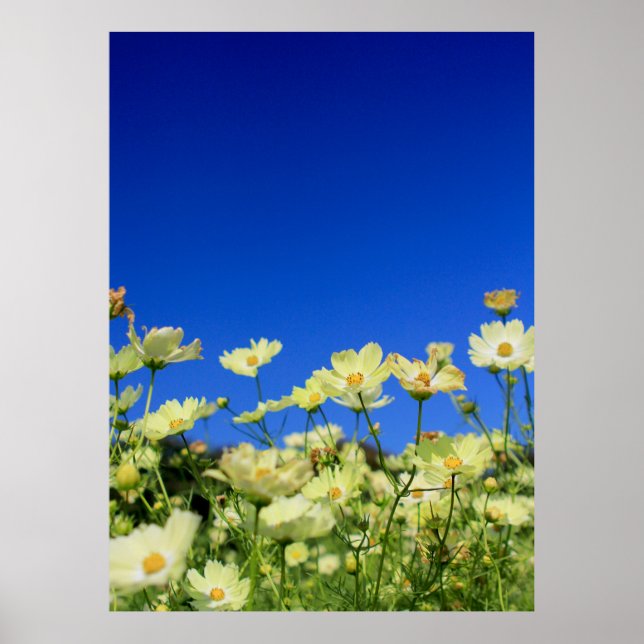 Poster Adorável Cosmos Amarelos Limpo Campo de Flor Azul  (Frente)