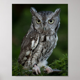 Poster adorável da coruja de Screech