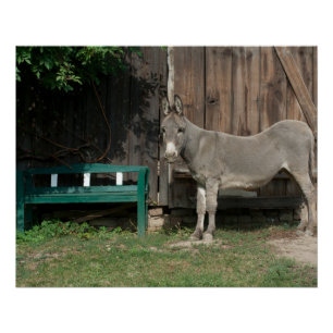 Pôster Adorável Donkey Ao Lado De Wooden Green Bench
