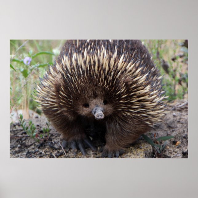 Poster Adorável Echidna Australiana (Frente)