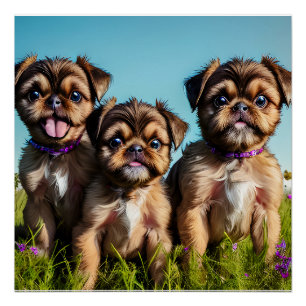 Pôster Adorável Griffon Puppies em Bruxelas