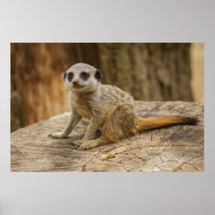 Poster Adorável Meerkat Baby