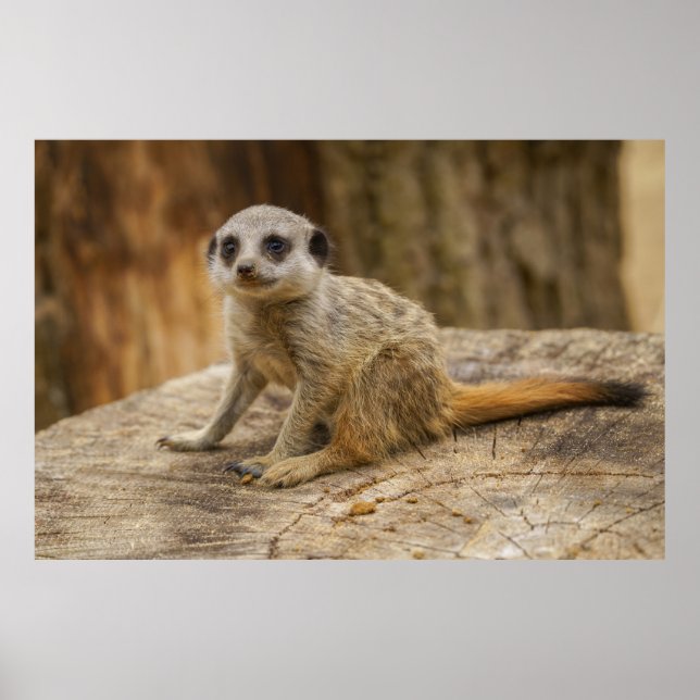 Poster Adorável Meerkat Baby (Frente)