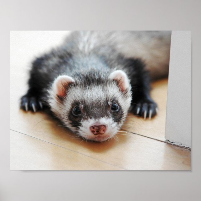 Poster Adorável Sable Ferret (Frente)
