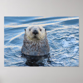 Poster Adorável Sea Otter Peeks