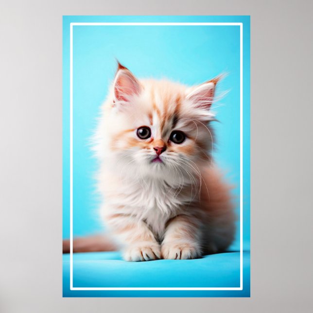 Poster Adorável White Kitten Potrait- 54971 (Frente)