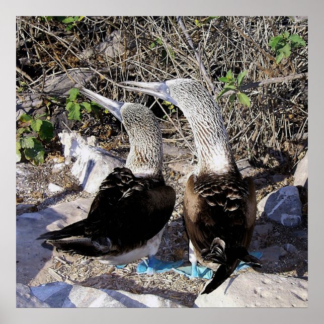 Poster Adoro Boobies! (Frente)