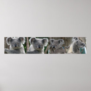Poster Adota Koala Austrália