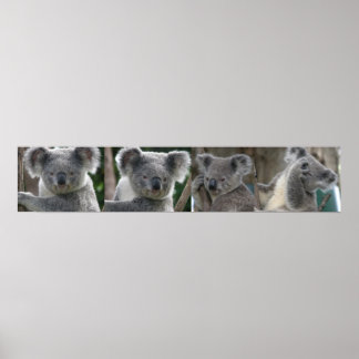 Poster Adota Koala Austrália