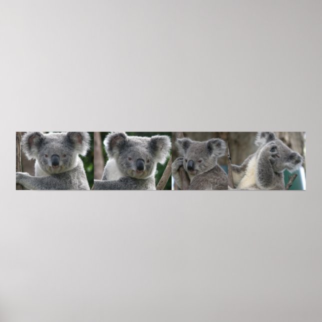 Poster Adota Koala Austrália (Frente)
