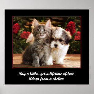 Poster Adote um animal de estimação