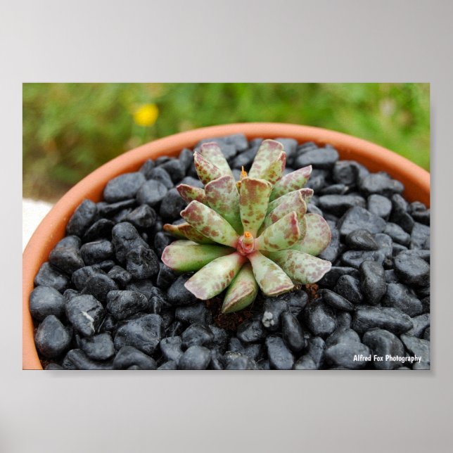 Poster Adromischus, Planta Suculenta (Frente)