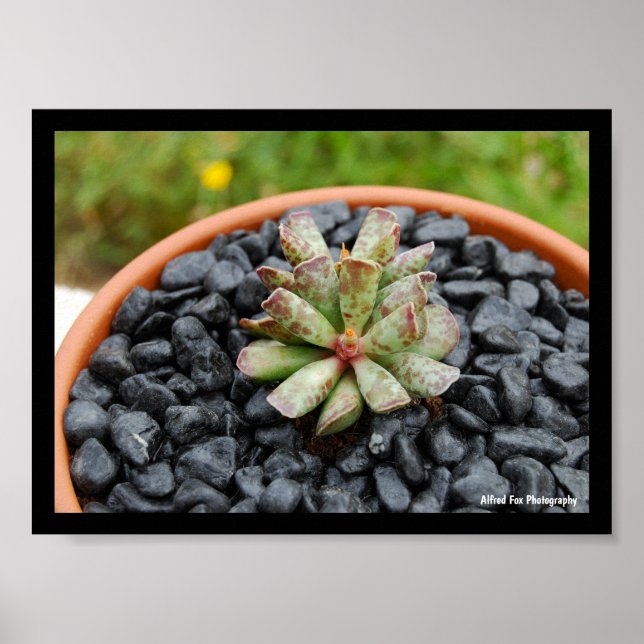 Poster Adromischus, Planta Suculenta (Frente)