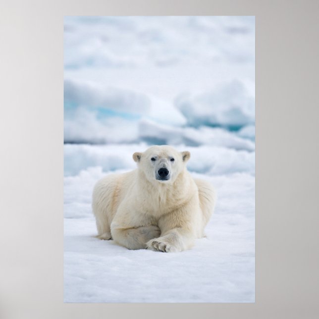 Pôster Adult polar bear on the summer pack ice (Frente)